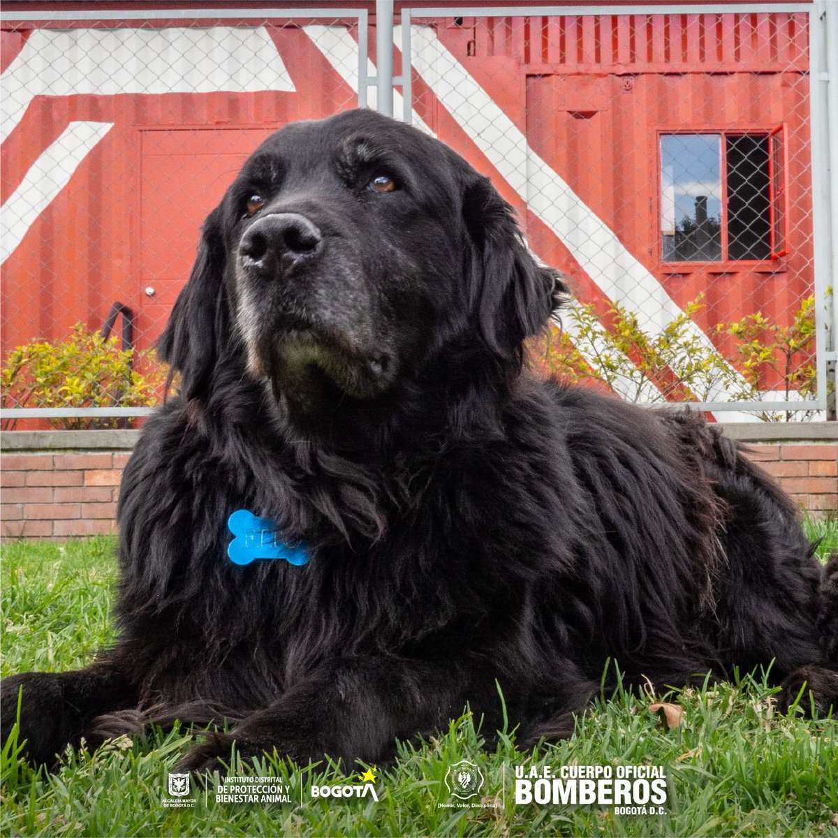 BomberosBogota's tweet photo. 🐕🎖Luego de hacer parte de nuestro equipo y salvar vidas, #Fito quiere retirarse a descansar, jugar y recibir mucho cariño. 
¿Quieres que sea parte de tu familia? Haz clic en el enlace, para que juntos #CambiemosVidas
https://t.co/FDuOTymGPx 
¿Adoptar a un héroe? ¡Claro que sí! https://t.co/x4az8mTKHF