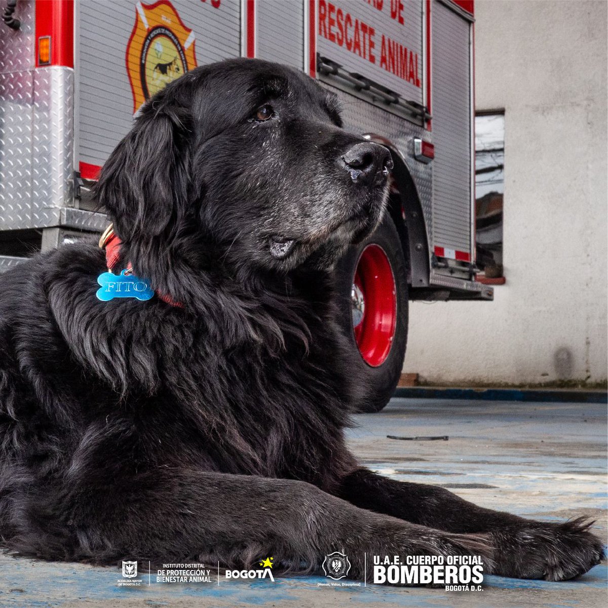 BomberosBogota's tweet photo. 🐕🎖Luego de hacer parte de nuestro equipo y salvar vidas, #Fito quiere retirarse a descansar, jugar y recibir mucho cariño. 
¿Quieres que sea parte de tu familia? Haz clic en el enlace, para que juntos #CambiemosVidas
https://t.co/FDuOTymGPx 
¿Adoptar a un héroe? ¡Claro que sí! https://t.co/x4az8mTKHF