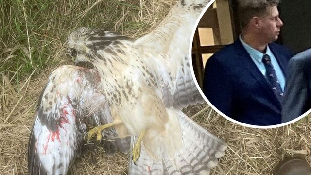 RaptorPersUK's tweet photo. Norfolk gamekeeper convicted after shooting &amp; poisoning multiple birds of prey.

This bastard, Matthew Stroud, escaped with a pathetic sentence even though his crimes surely passed the custodial threshold. 

New blog ⬇️⬇️
https://t.co/suPgwp0X41 https://t.co/52DCDQcjj0