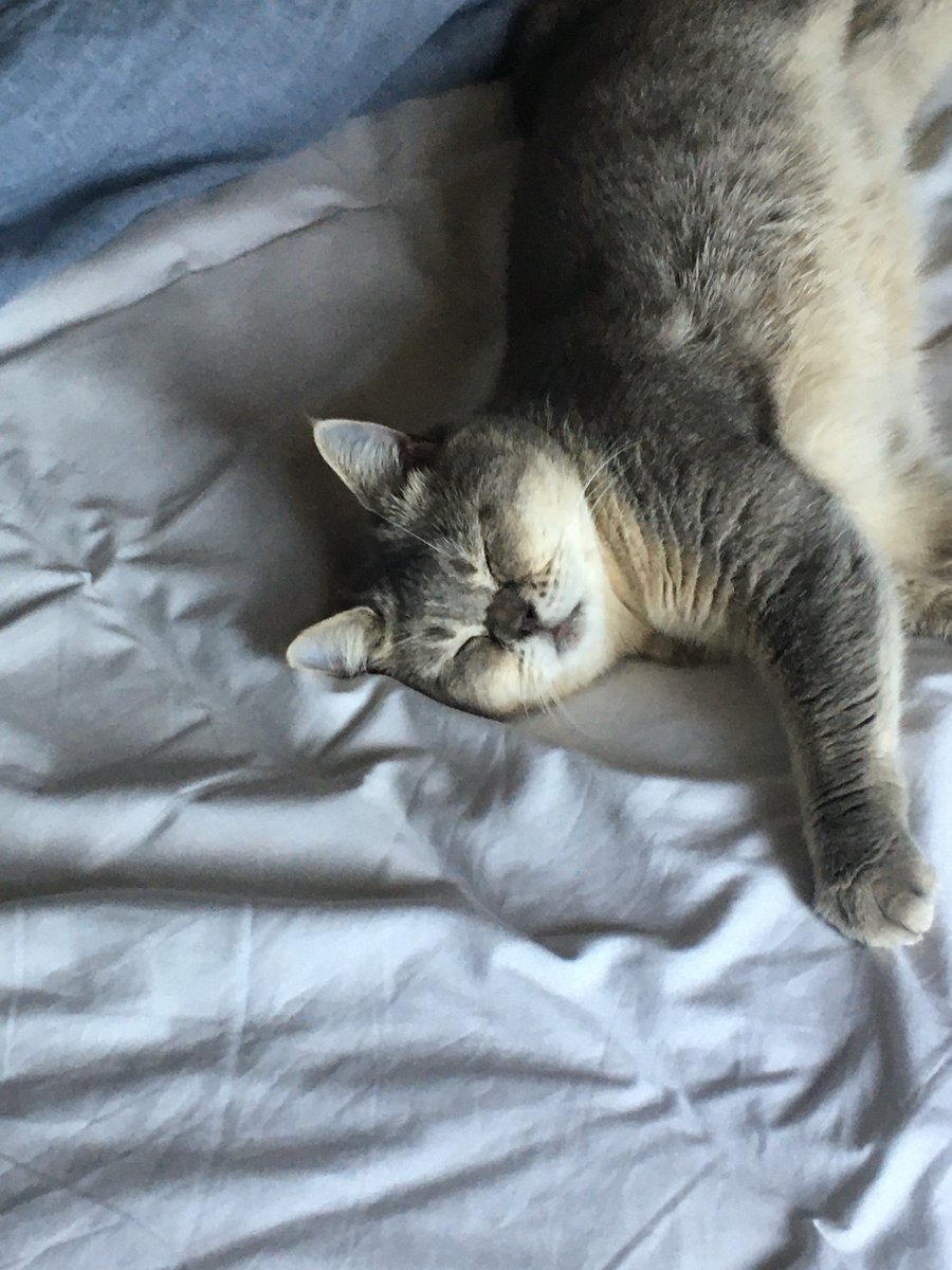 Hely331's tweet photo. @sniffalt This is Marieka she always comes up to me for attantion and food I also love how she has these crazy little bursts of energy and just zooms around the room https://t.co/S7e8PeBoIu