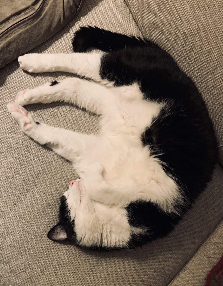 BaxterLeChat's tweet photo. This is my brother. My brother is #fat and he sleeps a lot. When he sleeps,  he does so in his #batman pose. Oh, he looks so cute. Well, at least until I pounce on him! Hahaaa!! #catfight https://t.co/i0utKQZwpT