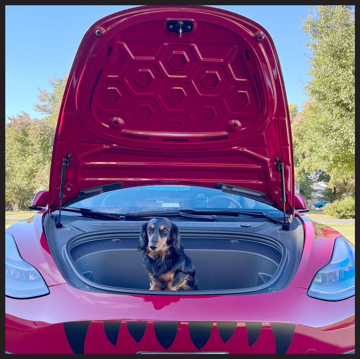 What a perfect shot!! This 🐶 is destined for #FrunkPuppy Stardom ⭐️ one day!! #FrunkPuppyFriday <a href="/28delayslater/">Earl of FrunkPuppy</a>