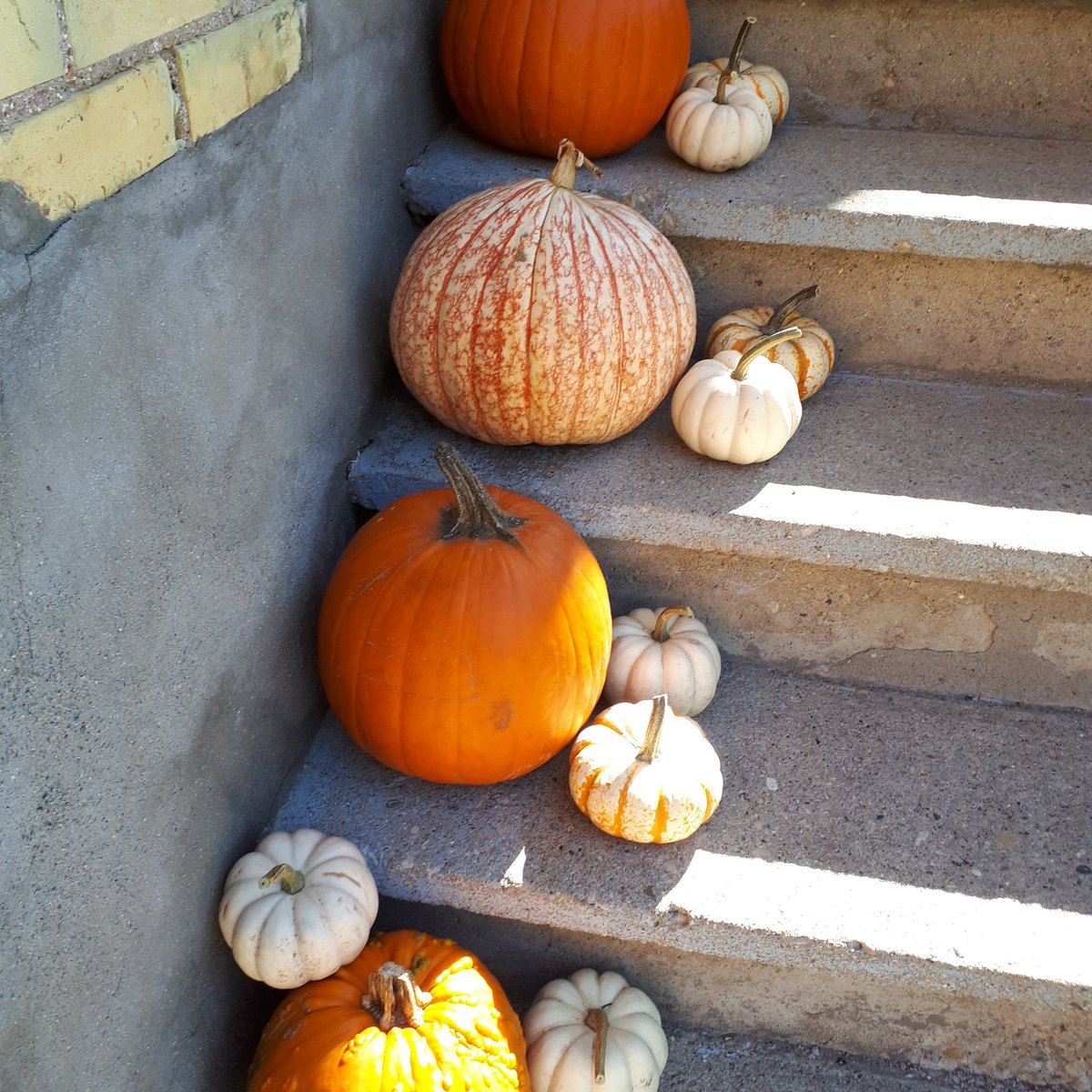 debdchapman's tweet photo. Fall is in the air! Here are some examples of the creative door and yard decorations found while door knocking in Ward 9. It keeps me smiling. #Ward9 #fallvibes #falldecor https://t.co/Y6CSkqfqEO