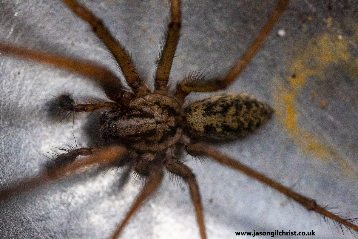 jgilchrist13's tweet photo. #Arachtober 5/31. 📸: Another 📸 of Eratigena giant house spider, he was a bonny lad. Bathgate, Scotland. #LoveSpiders #Eratigena #GiantHouseSpider #HouseSpider #spider #spiders #Bathgate #Scotland #nature #macro #MacroHour #Springwatch #TwitterNatureCommunity #ILoveSpiders🕸️ https://t.co/pJ6a7alq7c