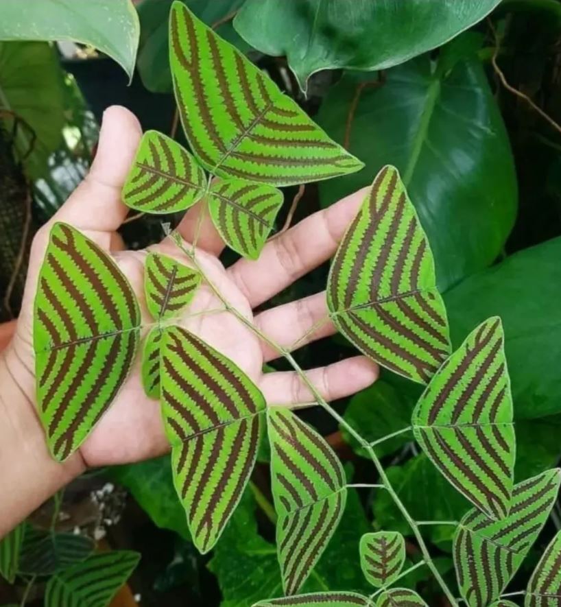 Houseplant Hobbyist on Twitter "The Butterfly Plant 🌿"