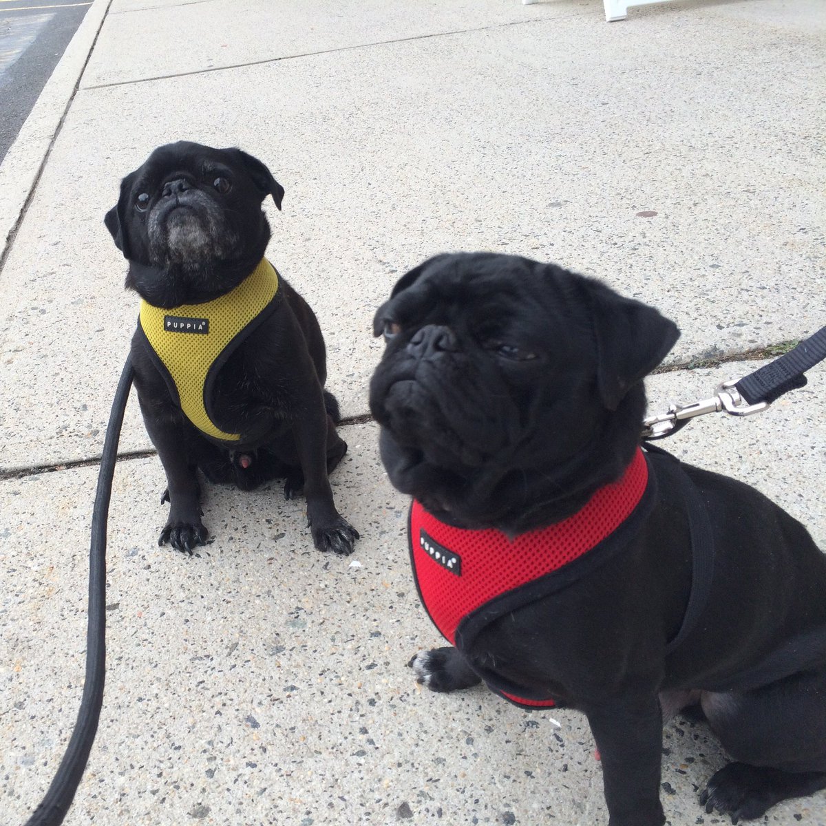 I’ve always looked extra good in red. #pugchat