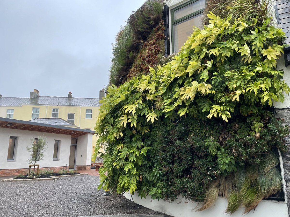 ThomasRMurphy88's tweet image. Something to be said for the yellowing of the Fatsia japonica, nice to see yellows and browns colours in the ‘greenwall’ this time of year 😊 ⁦@PlymEarth⁩ ⁦@PlymUni⁩