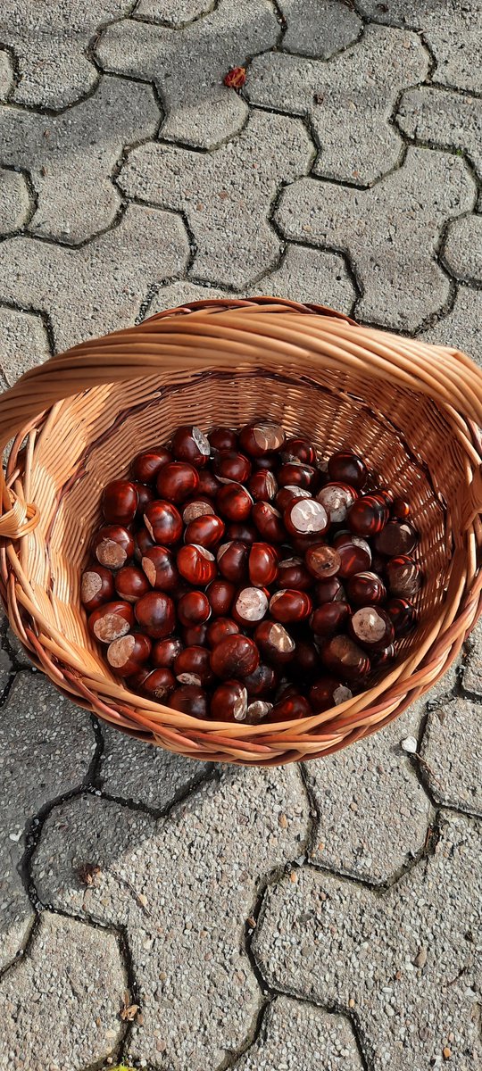 Kastanienzeit - heute Spaziergang mit K1, K2 und K3 gemacht und Kastanien gesammelt - die dunkle Jahreszeit kann kommen. #Herbst #Kastanien #Kastanienfiguren #goldenerherbst #Sommer #Familie #Kinder #Familienzeit #Natur #Garten #Gartenliebe #Naturliebe #Naturbilder #Herbstzeit