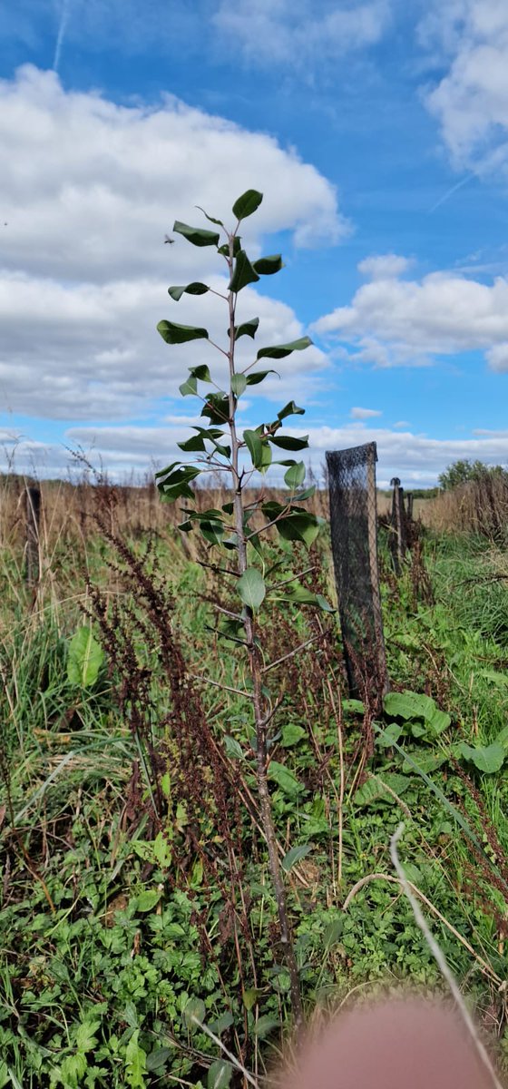 TransPod_Inc's tweet photo. 🚇🌳 #SustainableDevelopment is part of the DNA of #TransPod. To protect #biodiversity in Droux in @hautevienne_dep , we have established a compensatory afforestation by ensuring a concrete planting action that would last over time. 5.38 Ha planted for 1.5 Ha cleared . https://t.co/k4eBorGVhi