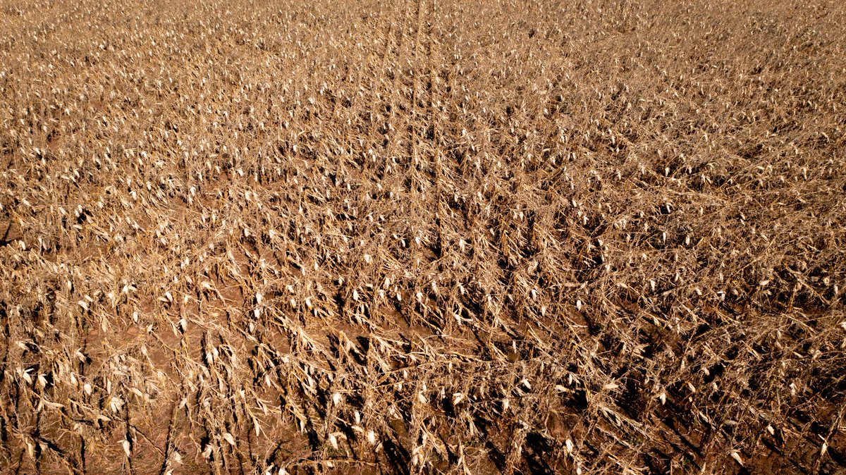 CBCshaner's tweet photo. Driving around, Corn fields stand out and seem to have been stripped bare of their husks. My hope is that farmers will be able to harvest some especially if they are being used to feed their cattle. Fingers crossed some crops can be salvaged #peifiona #pei #agriculture https://t.co/xknm3HVjU3