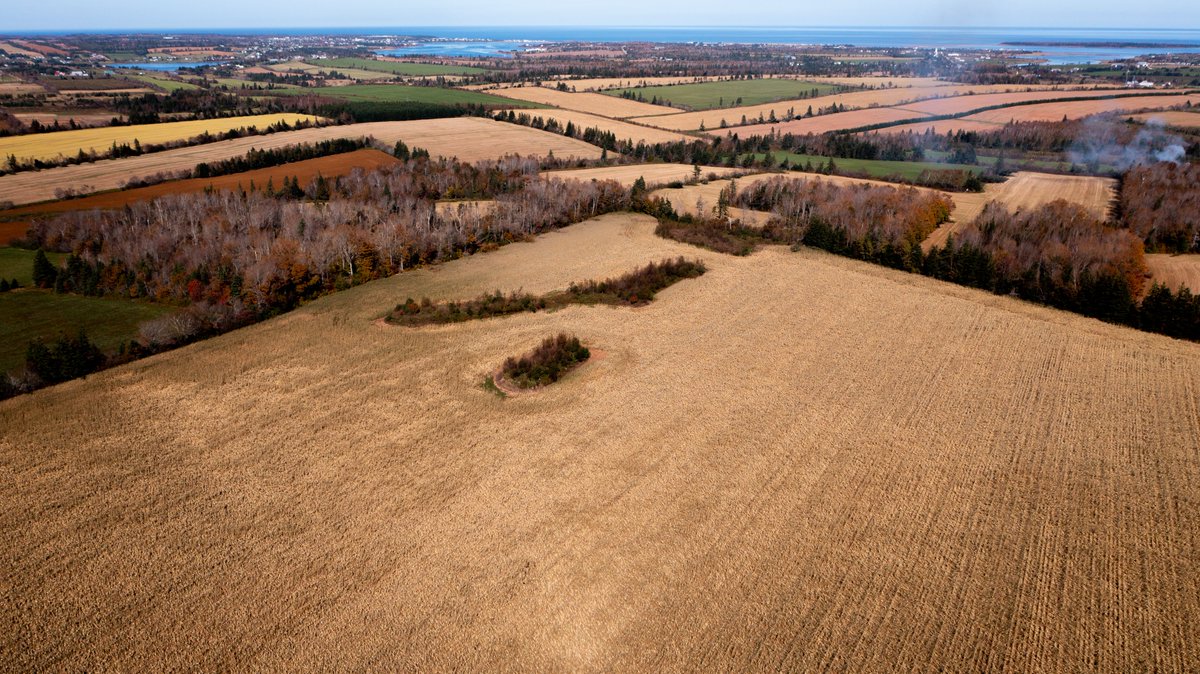 CBCshaner's tweet photo. Driving around, Corn fields stand out and seem to have been stripped bare of their husks. My hope is that farmers will be able to harvest some especially if they are being used to feed their cattle. Fingers crossed some crops can be salvaged #peifiona #pei #agriculture https://t.co/xknm3HVjU3