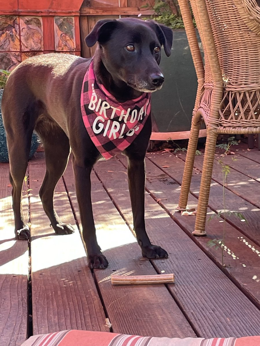 Well frens, it my birtday!!!  I gots a yak stick and den Da is making me a hangburger for dinner wit an egg!  I am TREE years old.  Momma say she knew I was born in Octorber but not de day, so we made it Octorber fit, dat is today! Dis a real excitamint!