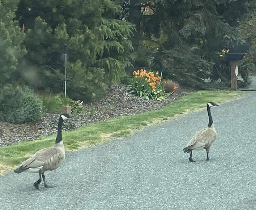 LaundryPrncss's tweet photo. These birds of being jerks, but they are. #NobodyEverSuspects https://t.co/UqknlIryA6