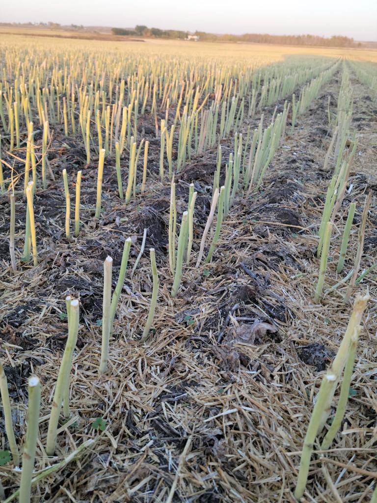 MikeRudy3's tweet photo. @bscomet22 This is a mrb field!! Went in with 600lb trips and was breaking shanks couldn’t even work it!! https://t.co/BHcVSBAUVZ