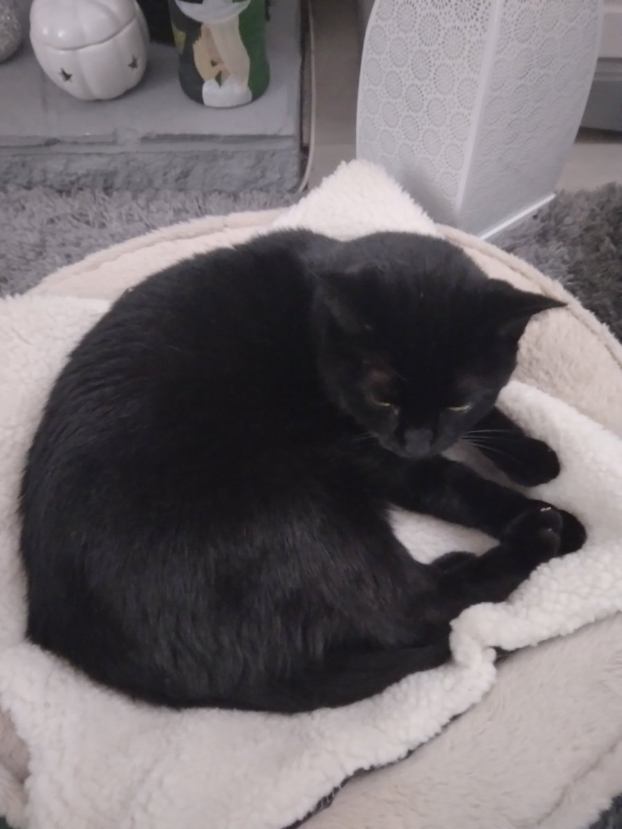 misspollyfoster's tweet photo. Update: I bit Percy on the bum and now the bed is mine! https://t.co/szMPpHwXq8