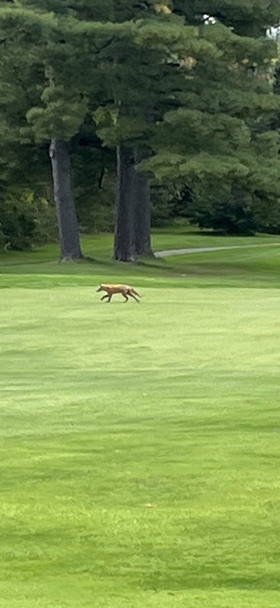 Wildlife on the course