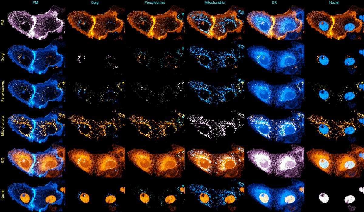 Akaash Kumar (@_akaash_kumar) on Twitter photo Its probably difficult to see the 6 organelles above so here is a pairwise montage of them (a very useful visualisation tool for more than 4 fluorophores by <a href="/JamesDManton/">James Manton</a> ) Each row and column represents a biological target and the images display the interaction between them. Its probably difficult to see the 6 organelles above so here is a pairwise montage of them (a very useful visualisation tool for more than 4 fluorophores by <a href="/JamesDManton/">James Manton</a> ) Each row and column represents a biological target and the images display the interaction between them.
