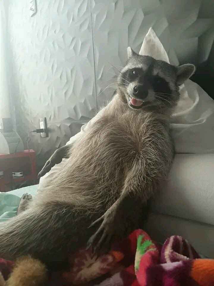 raccoonhourly's tweet image. 