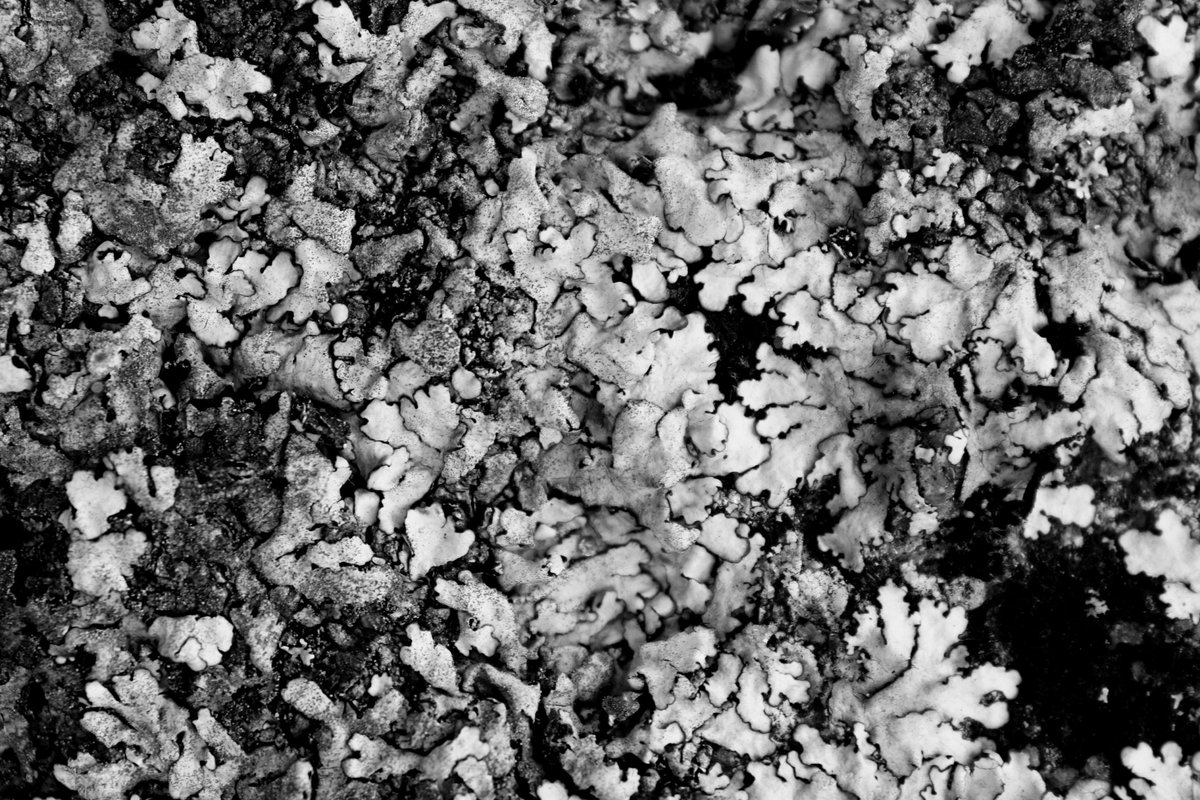 olo_catharsis's tweet photo. Lichen!
.
.
.
.
.
.
#olo #catharsis #buzzing #pics #nature #life #onelovelyoutlook #outdoors #linchen #BW #BnW #monochrome #theoriginofgreen https://t.co/6FgaNU5mNd