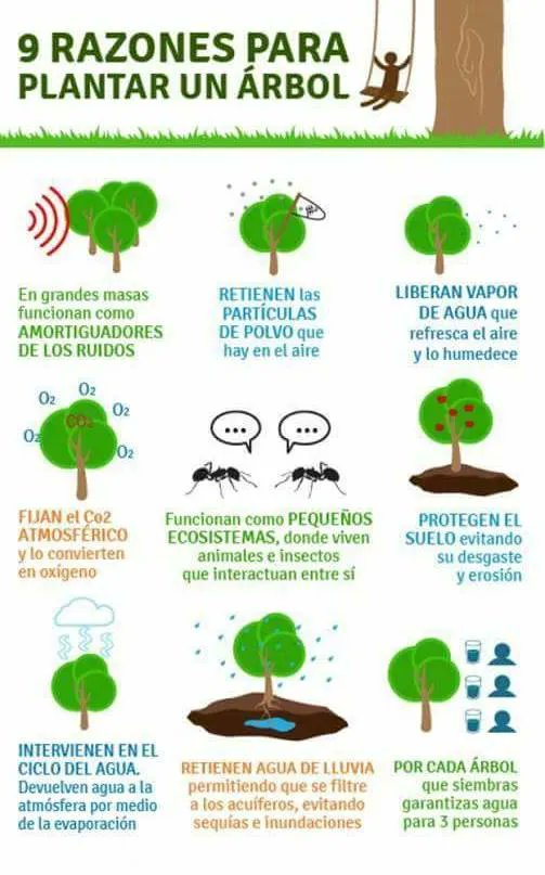 9 razones para plantar un árbol 🌳