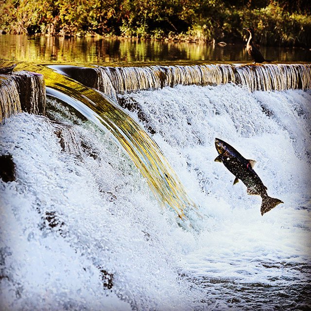 rlautens's tweet photo. Leaping into autumn. #humberriver #fish #toronto #salmon #swimupstream https://t.co/zQHsLcYDcD