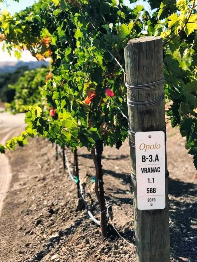 OpoloWines's tweet photo. Today is #WorldVranacDay! 🍇⁠
⁠
Did you know Opolo planted the first Vranac grapes in the U.S. as a tribute to proprietor Rick Quinn's Balkan heritage? We look forward to sharing our estate Vranac with you in the near future! https://t.co/fvF3ZQUmy3