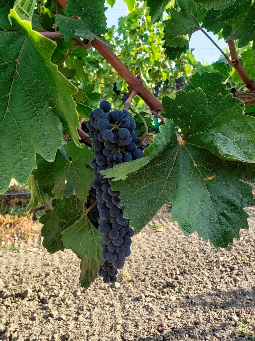 Today is #WorldVranacDay! 🍇⁠
⁠
Did you know Opolo planted the first Vranac grapes in the U.S. as a tribute to proprietor Rick Quinn's Balkan heritage? We look forward to sharing our estate Vranac with you in the near future!