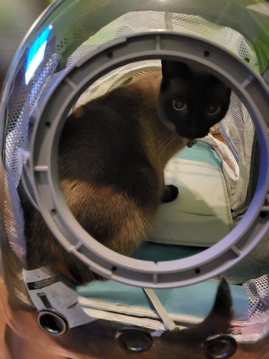 ToebeanSquiggy's tweet photo. I gotta backpack now I can go anywhere! https://t.co/h3S2Y4kmQU
