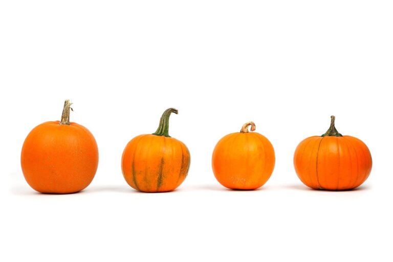 gayle_olson's tweet photo. https://t.co/YOfGEDFYOL
Have you ever wondered how a small seed can grow into a big pumpkin? #pumpkins #pumpkinscience #lessonplan #kidscience #growingpumpkins #gocybernaut https://t.co/vsjLmVYJyE