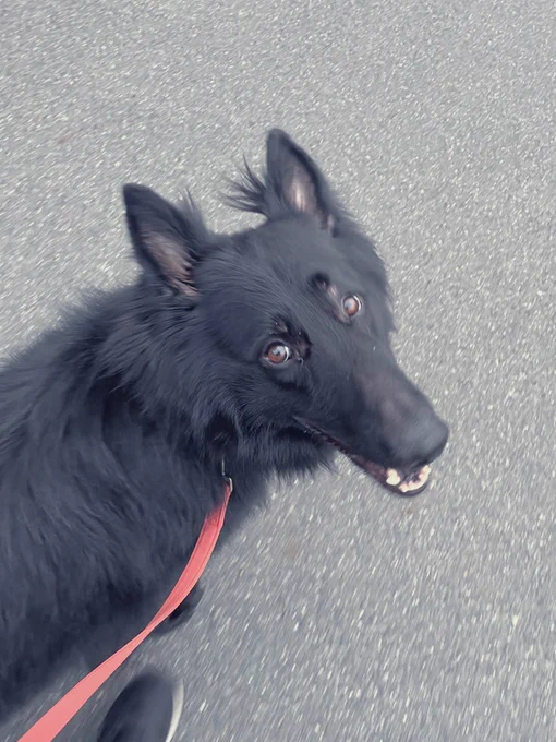 寒くてもヘッチャラな犬 