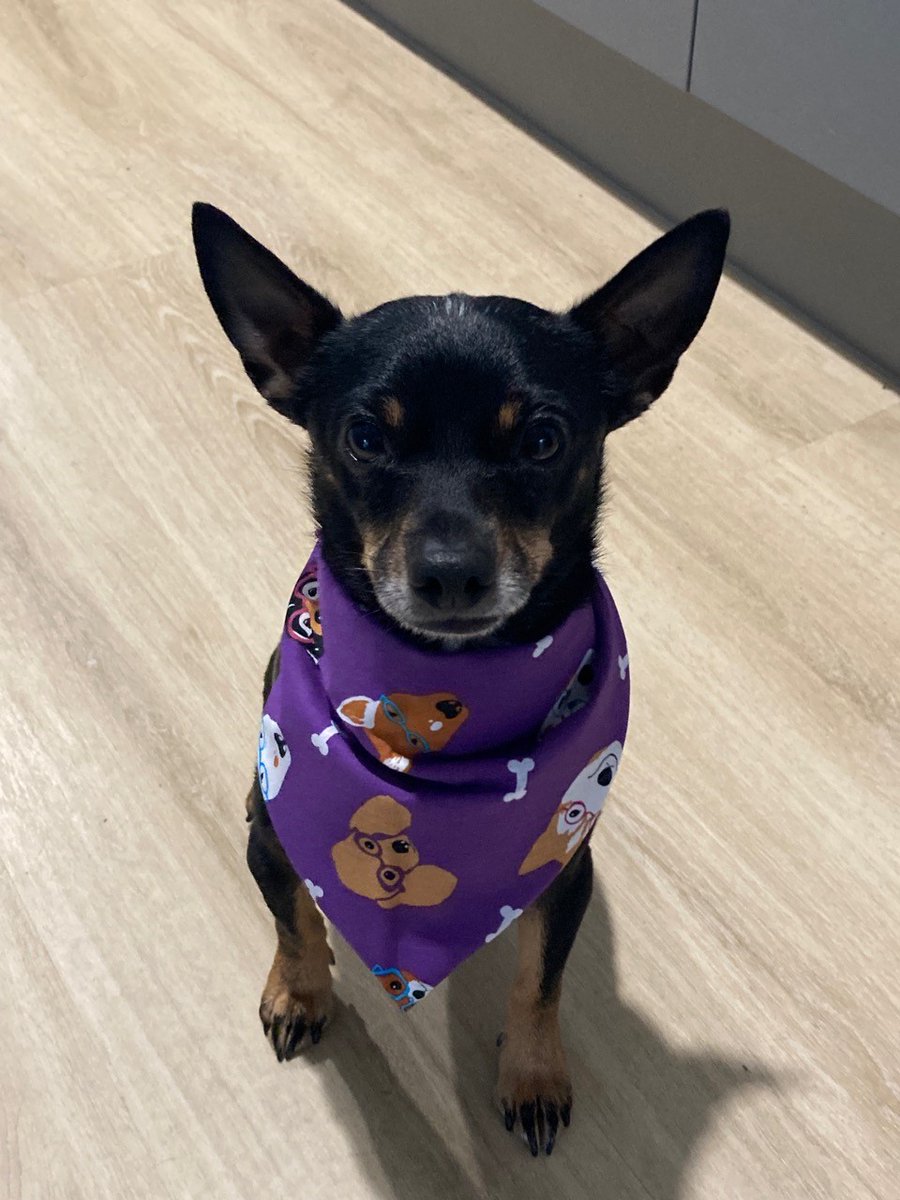 Who's a pretty boy then? Rusty Dusty rocks his Canteen Australia bandana to aid young people affected by cancer. ACC staff support this cause each year; charity bandanas are available to buy at the Cannon Hill reception or @ our Roma office. #dogs #cutedogs @CanteenAus