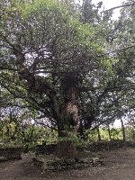 昨日の徳島は風が強かった・・・(体感としては年間通して300日くらいは風の強い日なのだが)。そんな強風の下、波も高めの金磯海岸を粛々と進んだ先にある、金磯弁財天