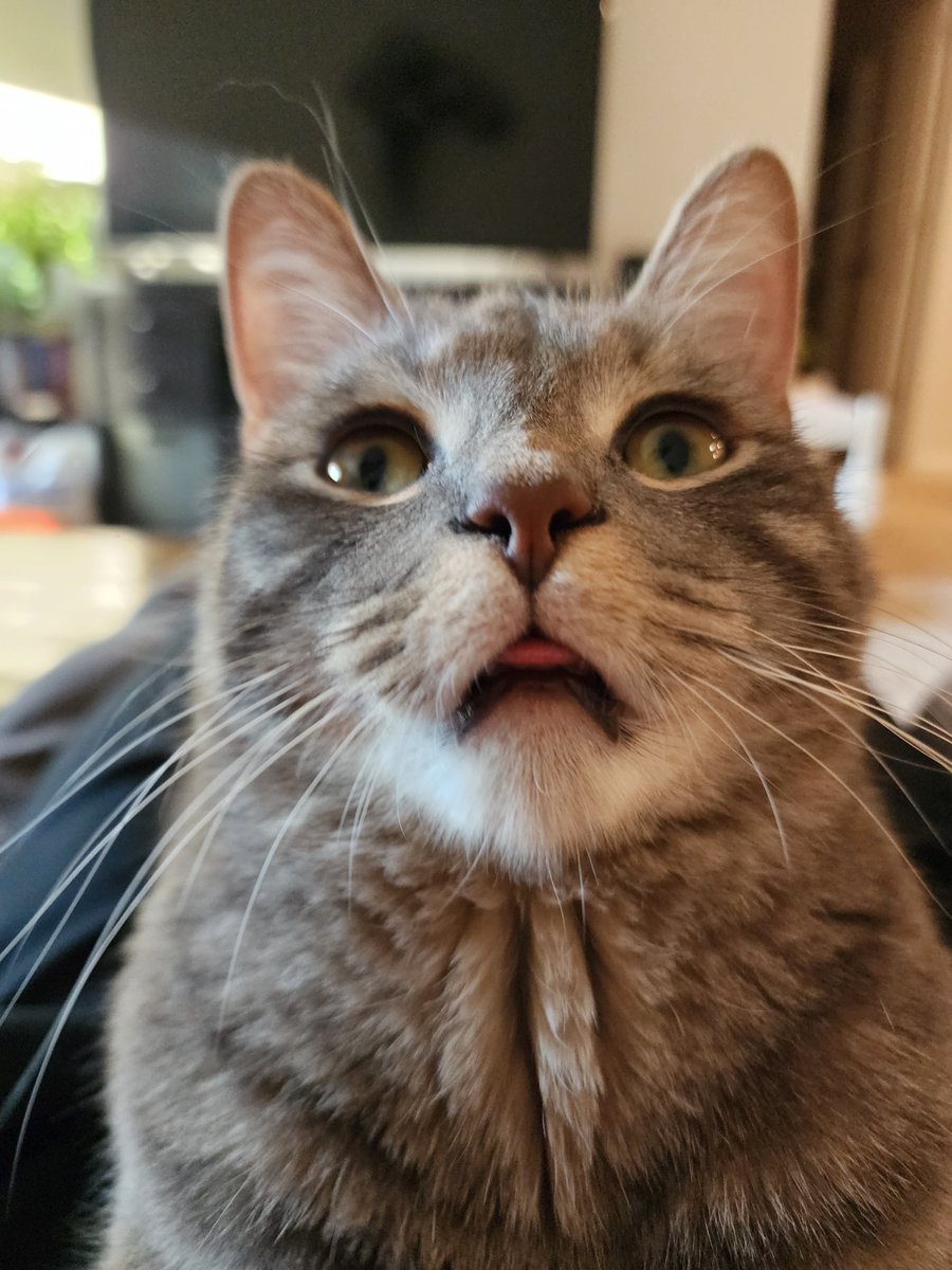 BeanBleps's tweet photo. blep https://t.co/Tpj6ViLD4p