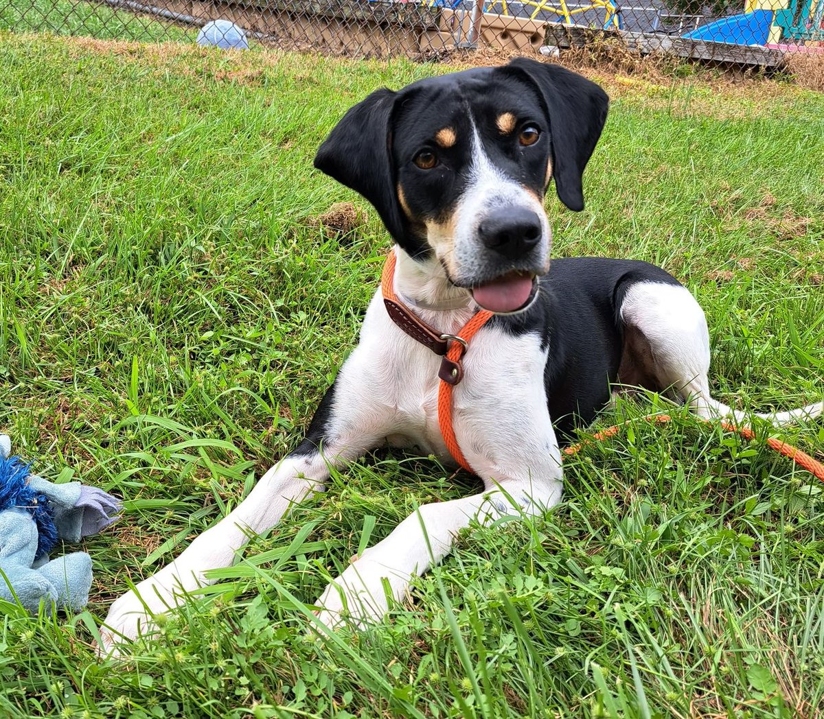 Come join us 10/9 for, “Pups on the Patio” hosted by our friends at The Local Seltzery! They will be donating 10% of all beverage proceeds to KHS! This fun event will be from 2-6 p.m. at The Local Seltzery, located at 828 E. Main St. Louisville, KY 40206. Come celebrate with us!