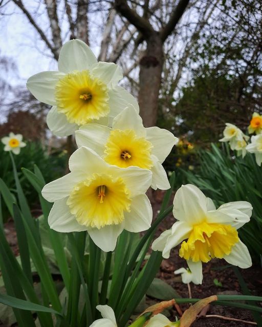 CanterburyMid's tweet photo. Daffodils are yellow trumpets of spring'  — Richard L. Ratliff 
Make sure you visit @trottsgarden in Ashburton this spring and see them in all their glory! 
#Trotts Community Garden #visitmidcanterburynz #daffodil #springtime https://t.co/D26j3A2n2q