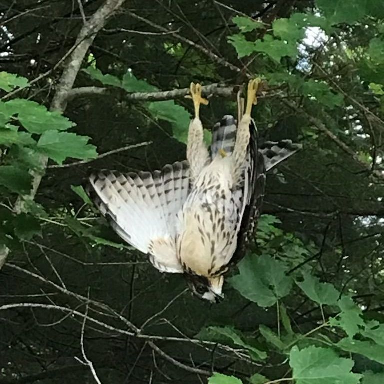 Join VCE biologists and The Nature Museum on October 8 from 9 AM-11 AM (rain date Oct. 9) at Putney Mountain Hawk Watch. Come learn about the natural history of raptor migration, as well as how to locate and identify flying raptors. nature-museum.org/upcoming-event…