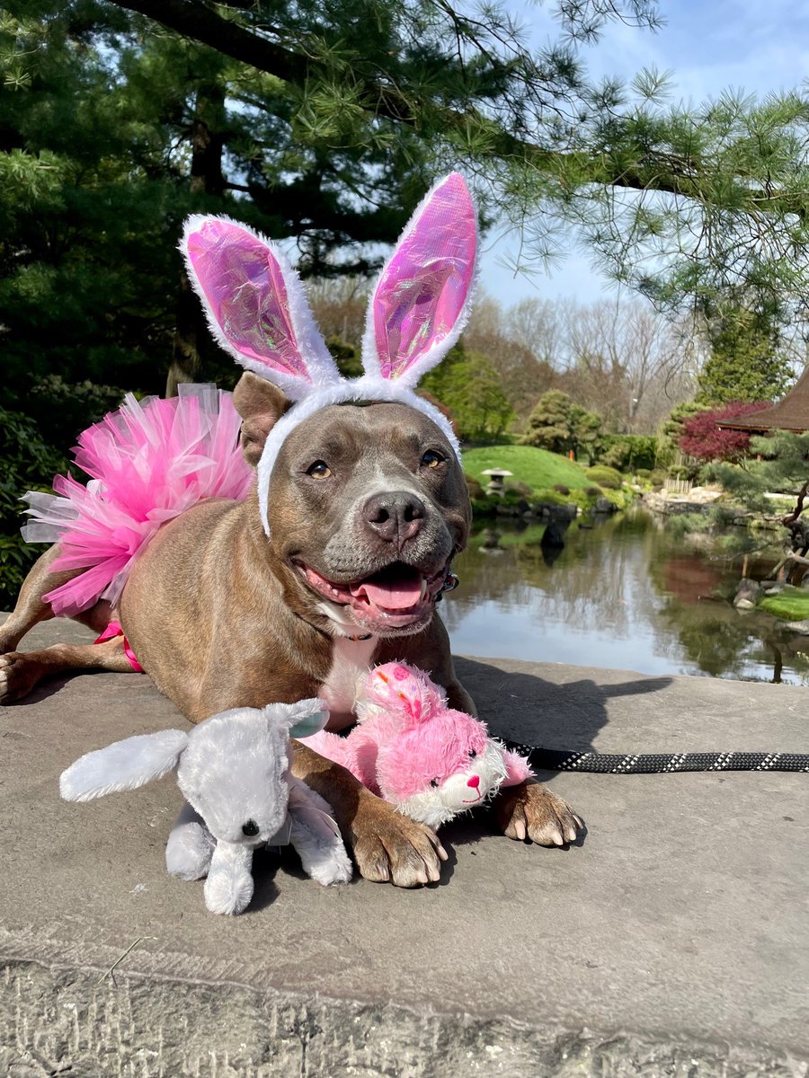 PSPCA's tweet photo. Here is your weekly reminder that Holly is still available! Here's everything you need to know:

🐾 7.5 years old
🐾 housetrained and a great sleeper
🐾 playful and silly
🐾 LOVES people 
🐾 needs to be an only pet

Email adoptions@pspca.org if Holly is the girl for you! https://t.co/NT2ljUdr6I