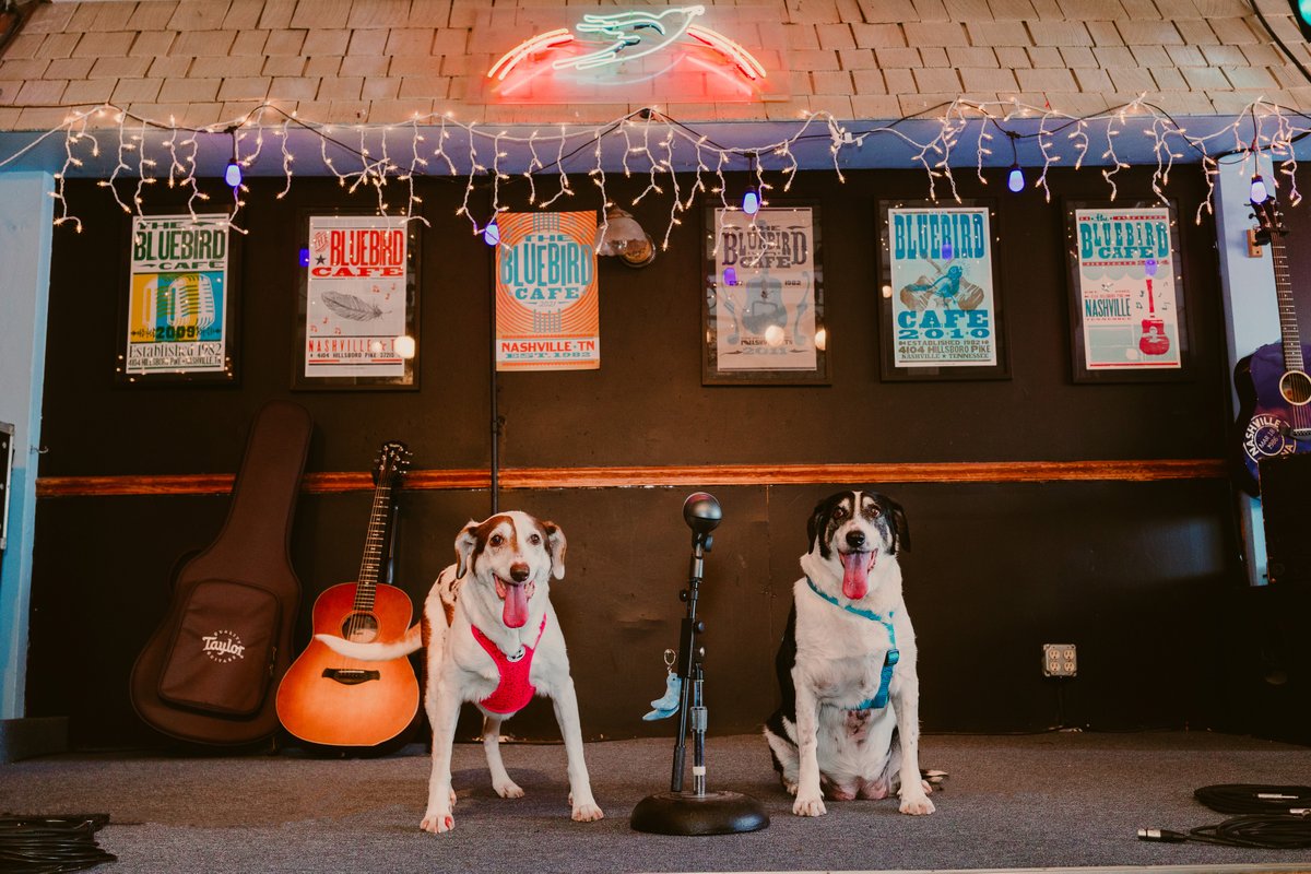 <a href="/YelpNashville/">YelpNashville</a> teamed up with local businesses to raise money for <a href="/oldfriendssds/">Old Friends Senior Dog Sanctuary</a> by making a calendar feat. pups in Nashville! This non-profit provides lifetime care &amp; housing placement for our gray-haired furry friends. Pre-order: bit.ly/3SBsCPc. 100% proceeds to OFSDS!