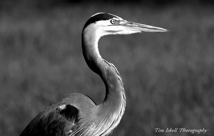 Tim Isbell tweet media