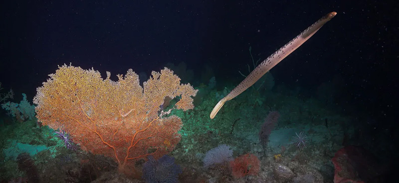 Elusive #seasnakes at Ashmore Reef have been found hiding in the deep! 

Video surveys in the mesophotic zone recorded 5️⃣ species not reported in shallow waters for a decade.  

🔗More: aims.gov.au/information-ce…

Research authors incl <a href="/SpeedConrad/">SpeedyShark</a> <a href="/NeridaWilson/">Nerida Wilson</a> 
📸<a href="/SchmidtOcean/">Schmidt Ocean</a>
