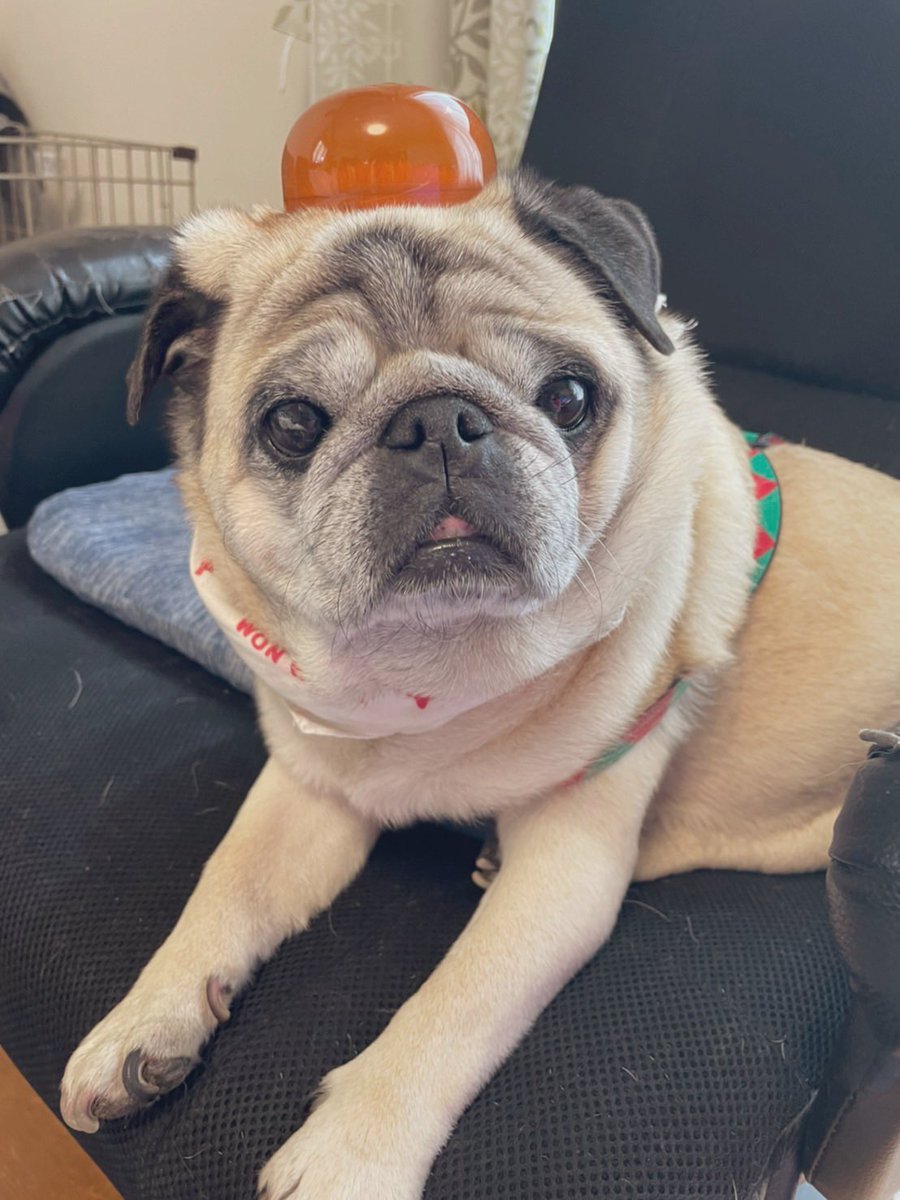 パトカードッグ出動