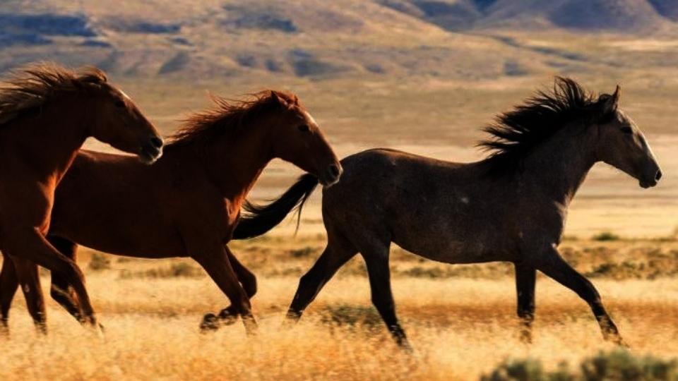 🐴 <a href="/usuextension/">USU Extension</a> is co-sponsoring the (FREES) Summit October 12-14. <a href="/USU_WILD/">USU Wildland Resources</a>'s Dr. Terry Messmer is hoping the summit will help "develop innovative, beneficial solutions for equid populations."

Info/register: bit.ly/3ykQnTE

@CNRUSU <a href="/USUAggies/">Utah State University</a> <a href="/HWI_Utah/">wildlife_interactions</a> <a href="/HWI_Journal/">Human-Wildlife Interactions</a>