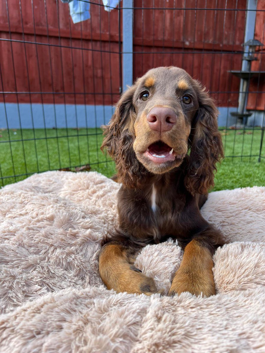 georgiewilson_x's tweet photo. Biggest shit head but he’s so cute 🥹🥺 https://t.co/aS4d6DyDdZ