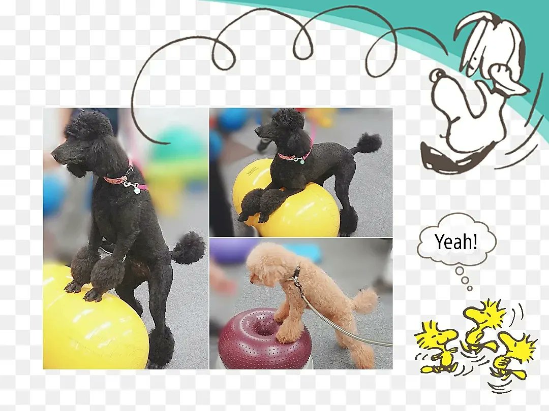 A1DogFitness's tweet photo. 素晴らしいセミナーでした♥️先生、仲間、可愛い子たち🐶に感謝です♪
#apria #動物リハビリ #エクササイズ #トイプードル #スタンダードプードル https://t.co/2g9fyIpx1M