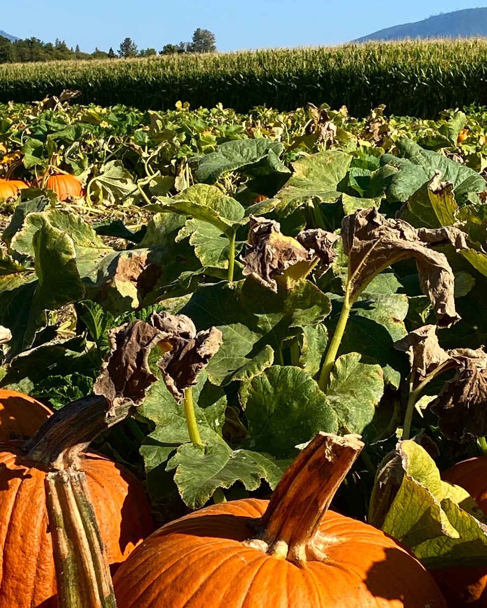 JunkerJane's tweet image. Happy October days🎃
#junkerjane #octoberdays #oregon #pumpkinpatch