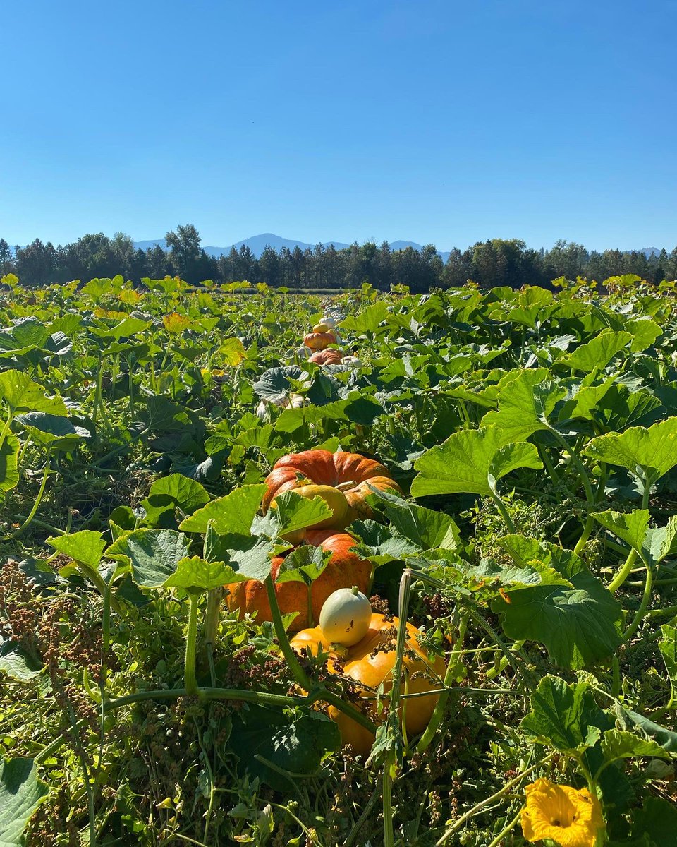 JunkerJane's tweet image. Happy October days🎃
#junkerjane #octoberdays #oregon #pumpkinpatch
