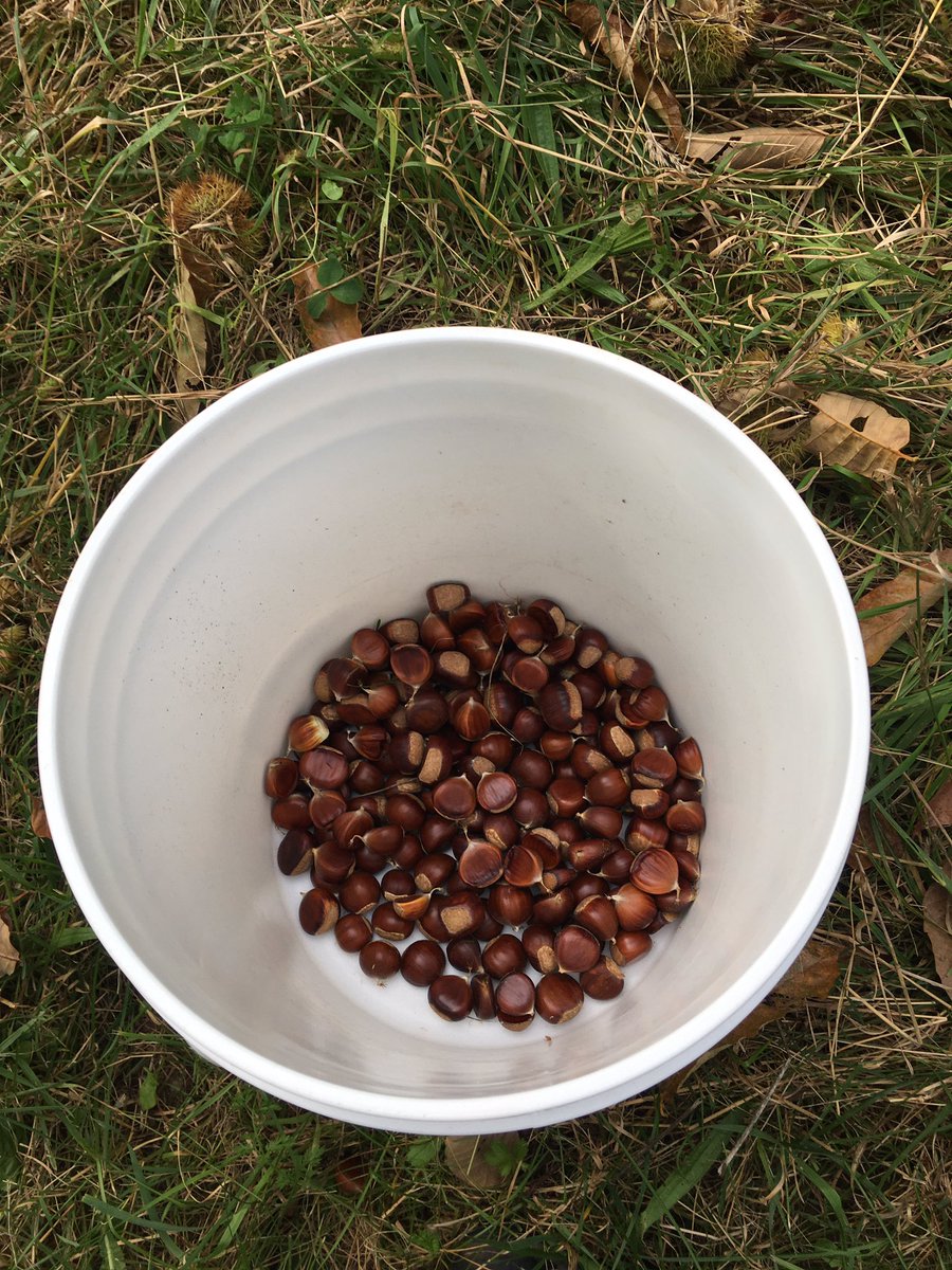 boardnotbored's tweet photo. Picking chestnuts. https://t.co/e4pwwe1Wat