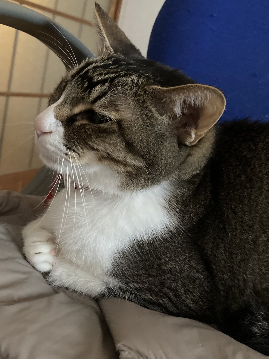 今日も生きていてくれてありがとう。お気に入りの椅子の上で眠っていた。