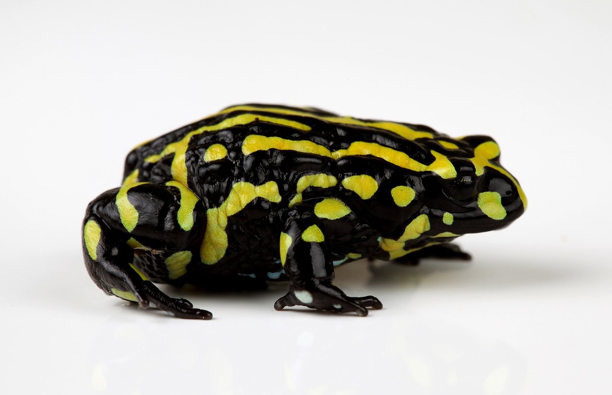 I just received the most chunk of data from @genomewarriors. The very first Southern Corroboree frog genome!!!! Getting this genome has been such a long time in the making. Having it should help change the course of the conservation for this highly threatened species. Stay tuned!