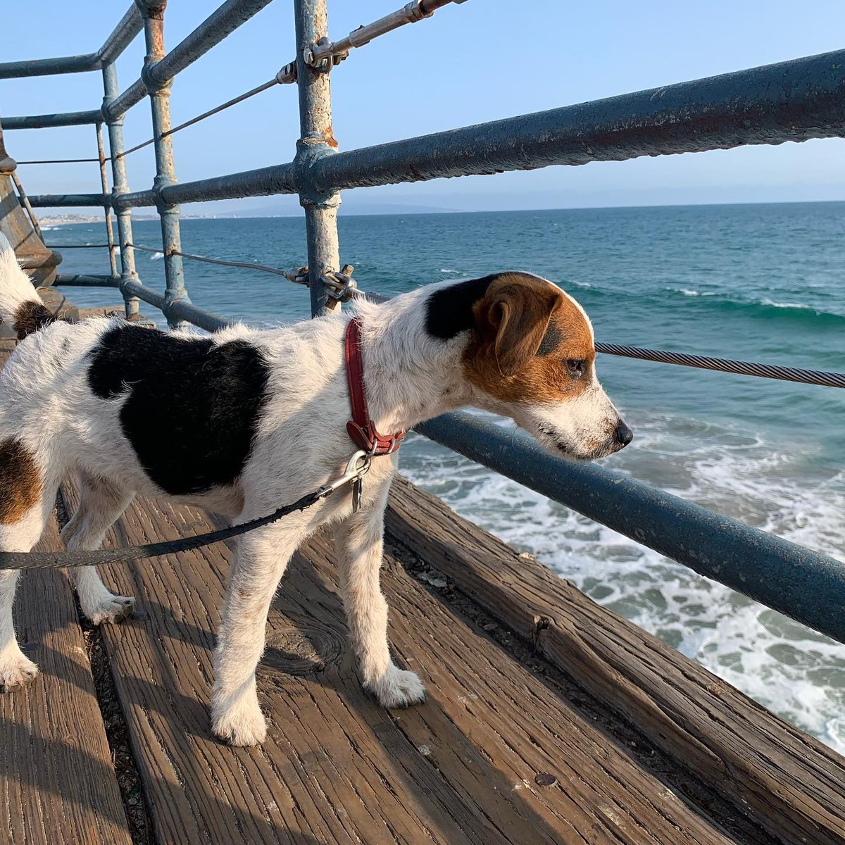 Santa Monica Pier tweet media